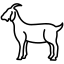 KAMBING